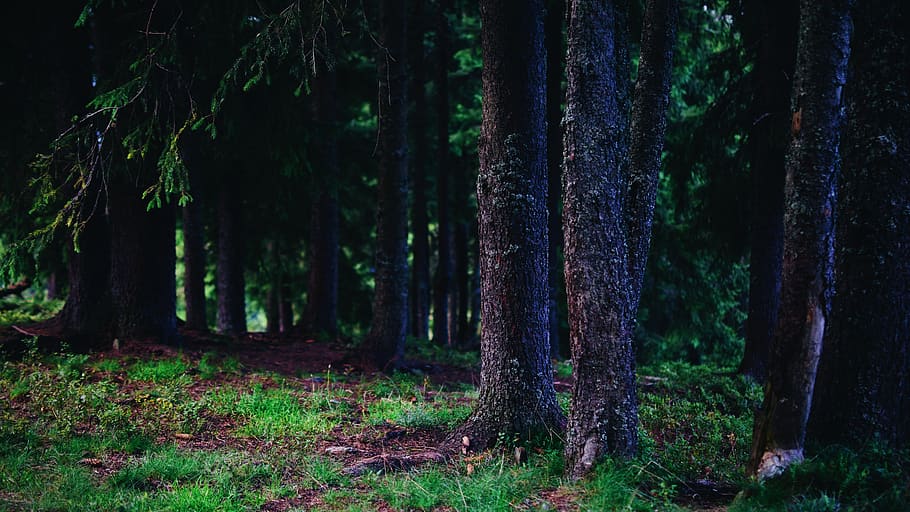arbre, bosc, naturalesa, vegetació, planta, terra, a l'aire lliure, tronc de l'arbre, arbreda, sòl, romania, pi, caminada, pinyes, sòl del bosc, verd, herba, llum solar, tronc, creixement, tranquil·litat, cap gent, escena tranquil·la, bellesa a la natura, escena no urbana, color verd, dia, remot, medi ambient, escenics - natura, 5K