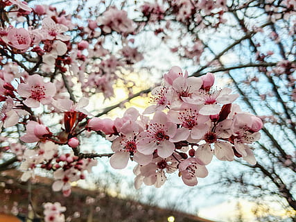 Frühling, Grasbaum, Blumengarten, blühende Pflanze, Blume, Pflanze, Baum, Zerbrechlichkeit, Frische, Wachstum, Schönheit in der Natur, blühen, Verletzlichkeit, Ast, pinke Farbe, Kirschblüte, Natur, Nahansicht, Tag, Blütenblatt, Blütenstand, Kirschbaum, Blütenkopf, keine Leute, draußen, Pollen, Pflaumenblüte, Blumenstrauß, 4K, CC0, gemeinfrei, lizenzfrei
