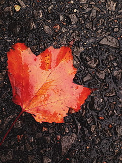 canada, plant part, leaf, autumn, nature, no people, close-up, orange color, high angle view, change, land, outdoors, day, field, red, falling, dry, plant, directly above, tree, dirt, maple leaf, leaves, natural condition, 2K, CC0, public domain, royalty free