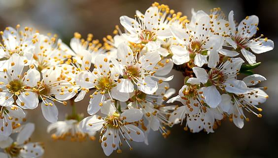 flors, blanc, casey, arbre, primavera, bonic, pètals, planta amb flors, flor, frescor, planta, fragilitat, creixement, bellesa a la natura, vulnerabilitat, pol·len, Color blanc, primer pla, pètal, cap de flor, centrar-se en primer pla, branca, inflorescència, naturalesa, cap gent, a l'aire lliure, flor de cirerer, Ram de flors, 5K, CC0, domini públic, lliure de regalies