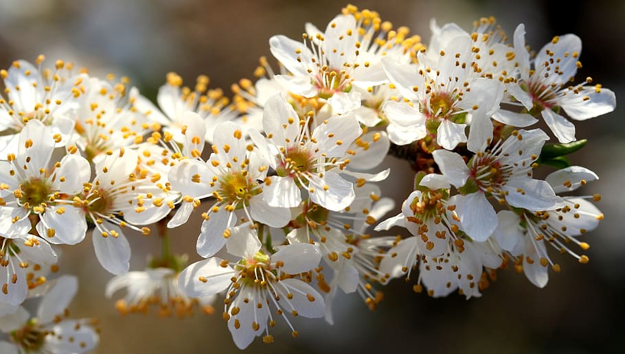 flors, blanc, casey, arbre, primavera, bonic, pètals, planta amb flors, flor, frescor, planta, fragilitat, creixement, bellesa a la natura, vulnerabilitat, pol·len, Color blanc, primer pla, pètal, cap de flor, centrar-se en primer pla, branca, inflorescència, naturalesa, cap gent, a l'aire lliure, flor de cirerer, Ram de flors, 5K