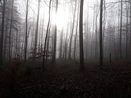 Alemanya, ehingen, arbres, boscos, sol, fosc, bosc, full, boira, subexposat, arbre, terra, planta, tranquil·litat, tronc, tronc de l'arbre, bellesa a la natura, escena tranquil·la, naturalesa, escena no urbana, paisatge, dia, medi ambient, escenics - natura, cap gent, creixement, a l'aire lliure, nebulós, streaming, 4K, CC0, domini públic, lliure de regalies