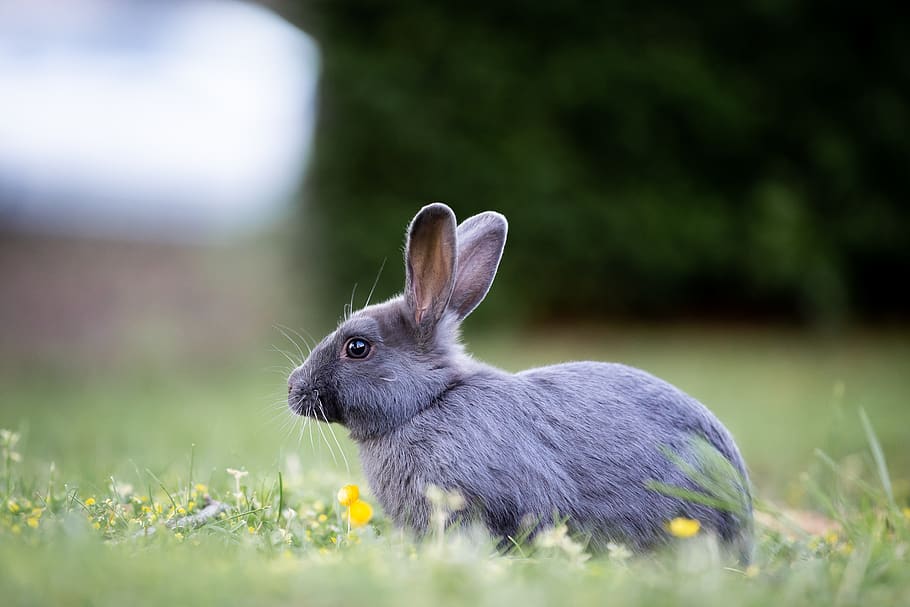 Hase, Gras, süß, pelzig, braun, wild, Pelz, Wiese, Ohren, Grün, Tier, Tierwelt, draußen, Frühling, Gänseblümchen, Gelb, geringe schärfentiefe, Pflanze, Tierthemen, Kaninchen - Tier, Säugetier, ein Tier, Feld, Natur, Wirbeltier, selektiver Fokus, Land, Nahansicht, Fokus auf den Vordergrund, Haustiere, Blume, Tiere in freier Wildbahn, Schönheit in der Natur, keine Leute, Tierohr, pflanzenfressend, 5K