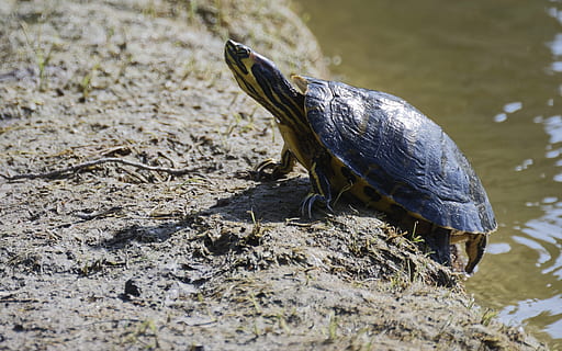 tartaruga, rana, conchiglia, animali, natura, lo stagno, acqua, lago, quasi, creature, arrampicata, sole, animale, temi animali, fauna selvatica, un animale, animali allo stato selvatico, vertebrato, rettile, nessuno, giorno, concentrarsi sulle conoscenze acquisite, avvicinamento, guscio di animale, vista dall'alto, all'aperto, marino, 4K, CC0, dominio pubblico, privo di copyright