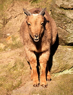 braunes Kamel, Säugetier, Tier, Ziege, Bergziege, Tierwelt, Zoo Troja, Prag, Tschechische Republik, meckern, Baby, Berg, Rock, Hirsch, Antilope, Schaf, Schutt, Kuhglocke, Kojote, Katze, Haustier, ein Tier, keine Leute, Tag, Porträt, Sonnenlicht, Tiere in freier Wildbahn, Kamera betrachten, Natur, Wirbeltier, Haustiere, draußen, Stehen, braun, Land, pflanzenfressend, trockenes Klima, 4K, CC0, gemeinfrei, lizenzfrei