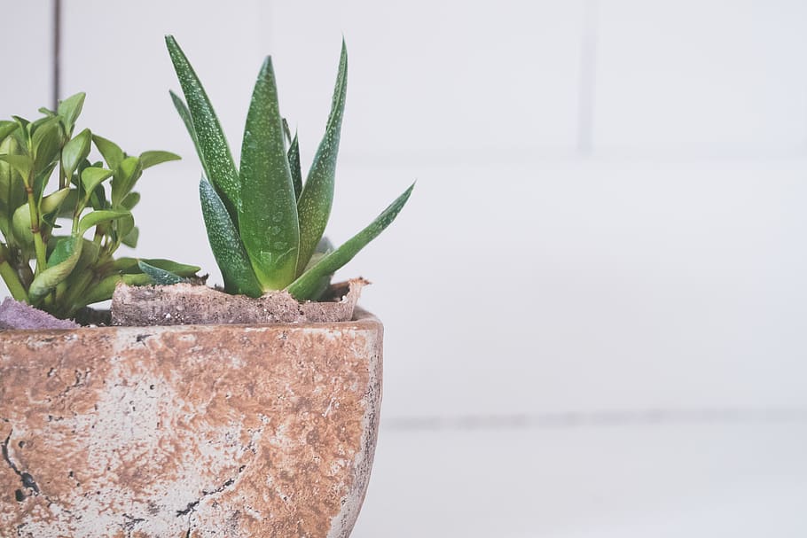 planta de fulla verda, test, planta, olla, planta en test, planta suculenta, color verd, creixement, cactus, cap gent, full, naturalesa, part de la planta, primer pla, centrar-se en primer pla, dia, planta d’aloe vera, bellesa a la natura, a l'aire lliure, frescor, botànica, aloe, planta d'interior, 4K