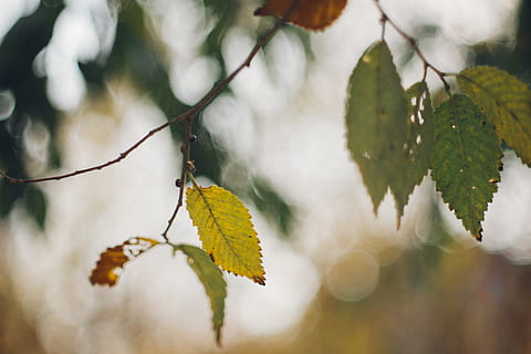 venes, planta, full, arbre, flamarada, llum, pol·len, bedoll, primavera, llum solar, menjar, fruita, cirera, gota, paisatge, a l'aire lliure, naturalesa, cor, cable, filferro espinós, part de la planta, primer pla, branca, creixement, bellesa a la natura, cap gent, tardor, enfocament selectiu, dia, centrar-se en primer pla, canvi, frescor, menjar i beguda, fulles, condició natural, 5K, CC0, domini públic, lliure de regalies