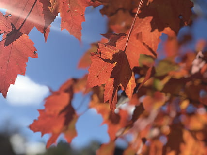 fall, leaf, sun, sunny, orange, autumn, plant part, change, beauty in nature, no people, orange color, day, nature, close-up, leaves, tree, plant, branch, growth, focus on foreground, outdoors, selective focus, maple leaf, tranquility, autumn collection, natural condition, 4K, CC0, public domain, royalty free