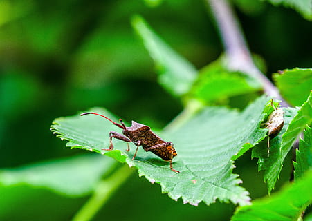 Käfer, Fehler, Insekt, Natur, Tier, Nahansicht, Makro, Tierwelt, Sommer-, Garten, Pflanze, kriechen, Blatt, Insektenfoto, natürlich, rot, Tierthemen, wirbellos, Pflanzenteil, ein Tier, Tiere in freier Wildbahn, grüne Farbe, keine Leute, selektiver Fokus, Tierkörperteil, draußen, Heuschrecke, Tag, Schönheit in der Natur, 5K, CC0, gemeinfrei, lizenzfrei