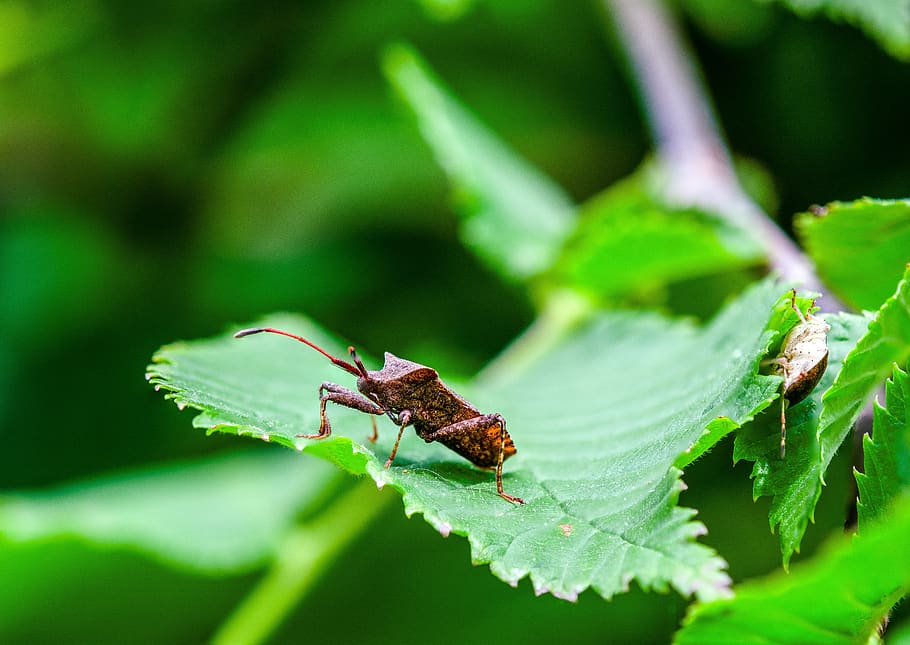 Käfer, Fehler, Insekt, Natur, Tier, Nahansicht, Makro, Tierwelt, Sommer-, Garten, Pflanze, kriechen, Blatt, Insektenfoto, natürlich, rot, Tierthemen, wirbellos, Pflanzenteil, ein Tier, Tiere in freier Wildbahn, grüne Farbe, keine Leute, selektiver Fokus, Tierkörperteil, draußen, Heuschrecke, Tag, Schönheit in der Natur, 5K