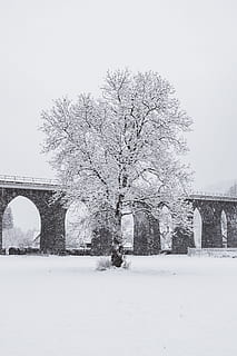 Avusturya, kar, ağaç, boş, viyadük, köprü, doğa, kış, tek, beyaz, siyah, siyah ve beyaz, desaturated, kar fırtınası, mimari, yapılı yapı, bitki, soğuk hava, gökyüzü, kemer, gün, dış yapı, insansız, köprü - insan yapımı yapı, çıplak ağaca, Tarihçe, bağ, geçmiş, açık havada, kemer köprüsü, kar yağışı, 5K, CC0, kamu malı, telif ücretsiz