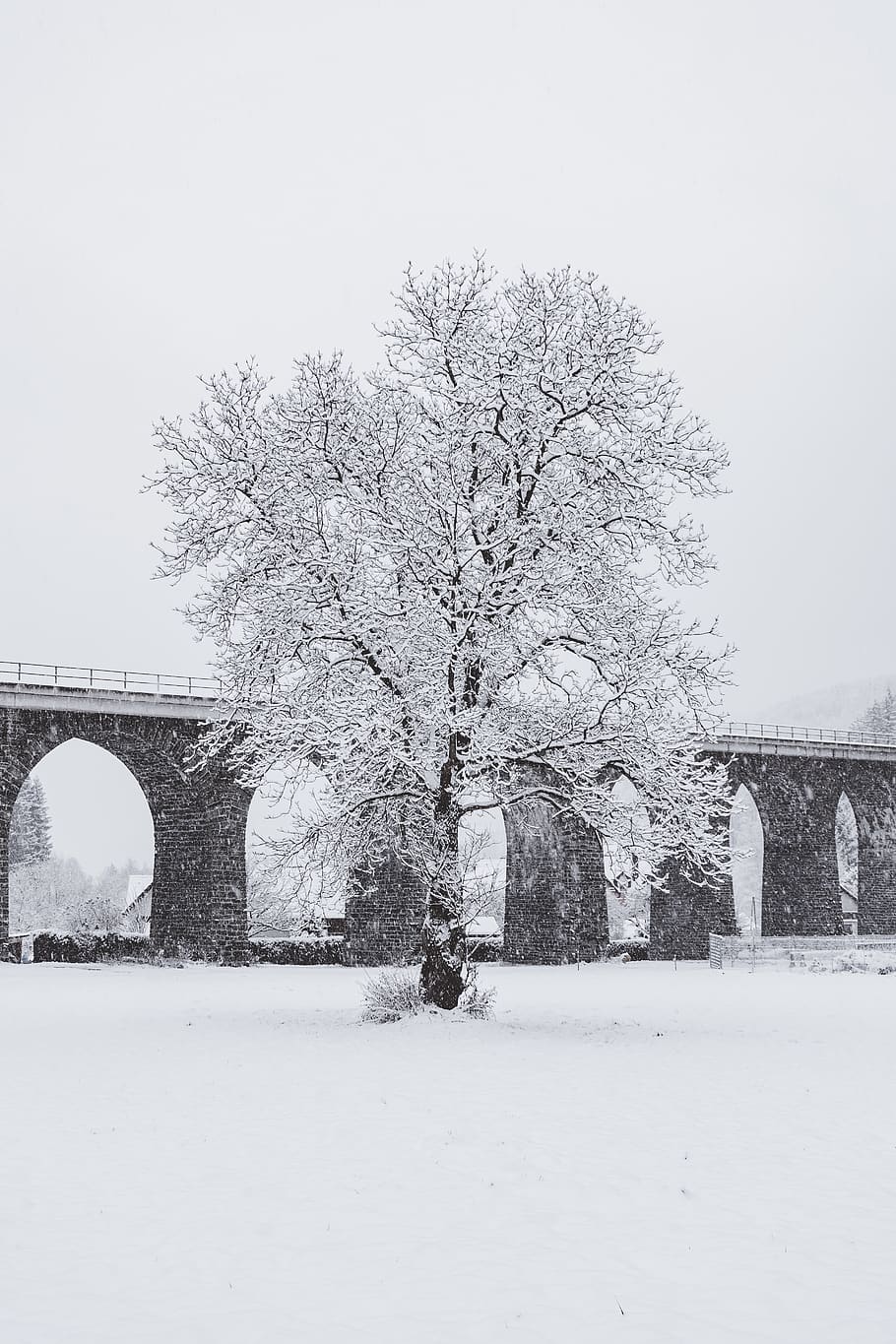 Austràlia, neu, arbre, buit, viaducte, pont, naturalesa, hivern, solter, blanc, negre, blanc i negre, desaturat, tempesta de neu, arquitectura, estructura construïda, planta, temperatura de fred, cel, arc, dia, exterior de l'edifici, cap gent, pont - estructura feta per l'home, arbre nu, història, connexió, el passat, a l'aire lliure, pont d’arc, nevar, 5K