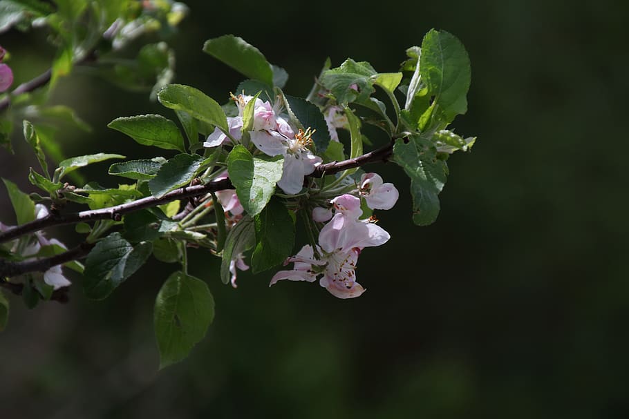 vår, blomst, epletre, blomstre, natur, anlegg, vekst, blad, plante del, skjønnhet i naturen, nærbilde, skjørhet, sårbarhet, friskhet, blomstrende plante, ingen folk, grønn farge, fokusere på forgrunnen, dag, petal, utendørs, hvit farge, selektiv fokusering, blomsterhodet, våren, blader, 5K