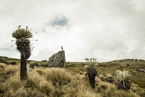 Colombia, paramo, pianta, cielo, nuvola - cielo, terra, ambiente, scenics - natura, crescita, bellezza nella natura, giorno, campo, natura, paesaggio, erba, nessuno, scena tranquilla, la tranquillità, albero, struttura costruita, storia, scena non urbana, all'aperto, clima arido, clima, antica civiltà, 5K, CC0, dominio pubblico, privo di copyright