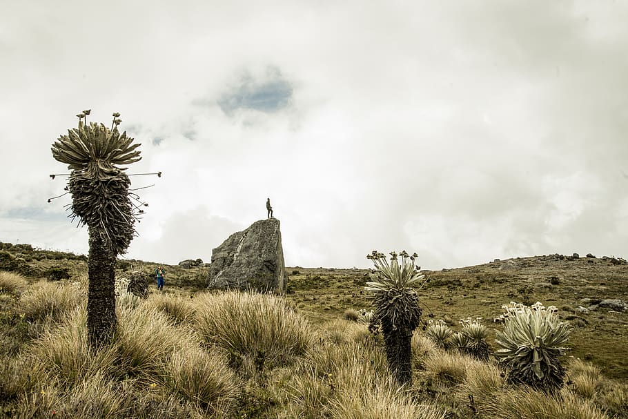 colombia, paramo, planta, cel, núvol - cel, terra, medi ambient, escenics - natura, creixement, bellesa a la natura, dia, camp, naturalesa, paisatge, herba, cap gent, escena tranquil·la, tranquil·litat, arbre, estructura construïda, història, escena no urbana, a l'aire lliure, clima àrid, clima, civilització antiga, 5K