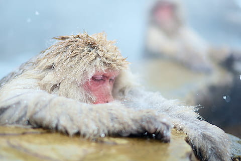 dormir, mono, invierno, frío, peludo, calentar, belleza, dormido, primate, mamífero, un animal, temperatura fría, parte del cuerpo del animal, fauna animal, agua, animales en la naturaleza, nieve, naturaleza, animales domesticos, Pelo animal, enfoque selectivo, nacional, gente, día, boca abierta, boca de animal, 4K, CC0, dominio público, libre de derechos