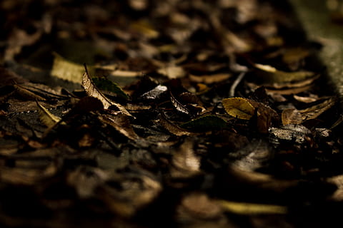 pluie, Météo, du froid, explorer, Voyage, la photographie, foncé, la nature, gouttes, pluvieux, verdure, forêt, environnement, brumeux, gouttelettes, sœur, expérience, les plantes, eau, humide, mise au point sélective, feuille, partie de la plante, sec, fermer, personne, l'automne, journée, chute, plante, feuilles, en plein air, champ, fragilité, vulnérabilité, beauté dans la nature, changement, texturé, 2K, CC0, domaine public, libre de droits