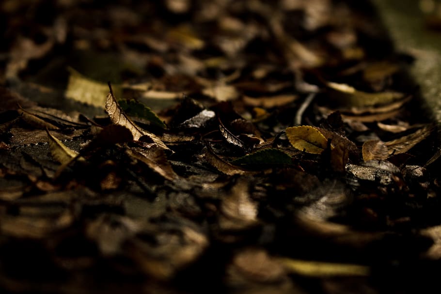 pluie, Météo, du froid, explorer, Voyage, la photographie, foncé, la nature, gouttes, pluvieux, verdure, forêt, environnement, brumeux, gouttelettes, sœur, expérience, les plantes, eau, humide, mise au point sélective, feuille, partie de la plante, sec, fermer, personne, l'automne, journée, chute, plante, feuilles, en plein air, champ, fragilité, vulnérabilité, beauté dans la nature, changement, texturé, 2K