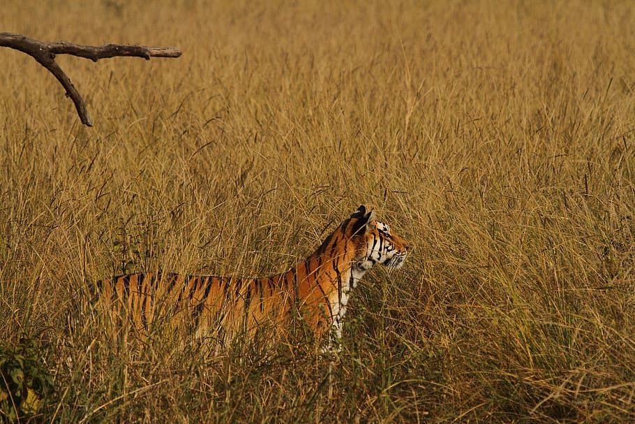 tigre, envoltat, herba, camp, a l'aire lliure, pastures, mamífer, animal, vida salvatge, naturalesa, sabana, sòl, planta, vegetació, Warthog, arbust, sorra, hiena, terra, paisatge, jungla, temes d'animals, un animal, animals a la natura, fauna animal, vertebrats, cap gent, felí, dia, gat gran, gat, vista lateral, carnivora, mascotes, 5K
