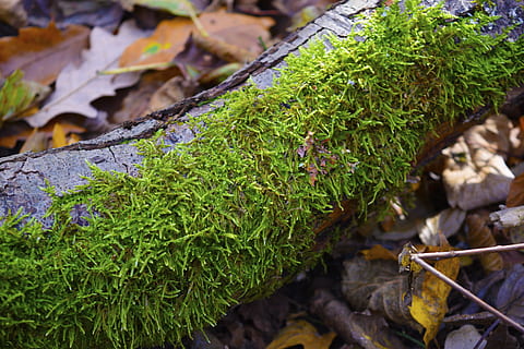 mos, natur, Skov, efterår, grøn, underskov, humør, stamme, vækst, plante, plante del, grøn farve, blad, tæt på, dag, ingen mennesker, fokus på forgrunden, Mark, klippe, udendørs, solid, skønhed i naturen, høj vinkel visning, rock-objekt, jord, selektiv fokusering, blade, 4K, CC0, offentligt domæne, royaltyfrie
