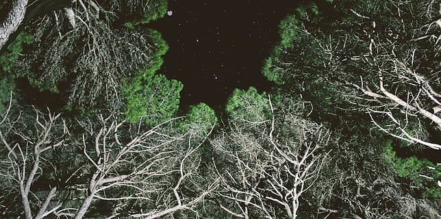 trees during nighttime, tree, plant, vegetation, nature, outdoors, land, forest, woodland, night, grove, jungle, trees, stars, ice, scenery, bush, universe, astronomy, space, outer space, growth, no people, branch, tranquility, beauty in nature, tree trunk, trunk, day, green color, bare tree, low angle view, tranquil scene, complexity, 4K, CC0, public domain, royalty free