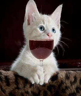 gat, bonic, gatet, mascota, nacional, animal, petit, jove, esponjós, divertit, retrat, pell, adorable, la pota, cabell, pelut, vidre, beure, ulls, retrat animal, mamífer, temes d'animals, animals domèstics, mascotes, felí, un animal, gat domèstic, vertebrats, bigotis, primer pla, Color blanc, part del cos dels animals, cap gent, a l'interior, centrar-se en primer pla, mirant la càmera, boca oberta, cap d’animals, boca d’animals, 1080P, CC0, domini públic, lliure de regalies