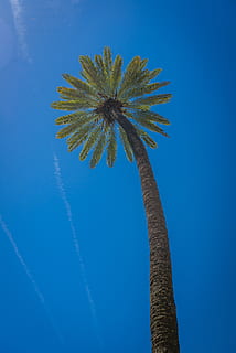 albero di cocco, albero, pianta, Arecaceae, Palma, estate, tropicale, cielo, bagliore, luce, Parco divertimenti, ruota panoramica, silhouette, foglia, Agavaceae, veicolo, mezzi di trasporto, auto, automobile, polline, blu, Inquadratura dal basso, clima tropicale, natura, nessuno, cielo sereno, giorno, tronco, tronco d'albero, all'aperto, crescita, scia di vapore, bellezza nella natura, alto - alto, luce del sole, la tranquillità, foglia di palma, palma da cocco, 5K, CC0, dominio pubblico, privo di copyright
