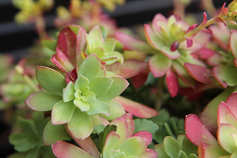 succulent, cactus, plant, marrakech, growth, beauty in nature, flower, freshness, close-up, leaf, flowering plant, plant part, day, green color, fragility, vulnerability, nature, focus on foreground, pink color, succulent plant, no people, petal, selective focus, outdoors, flower head, 5K, CC0, public domain, royalty free