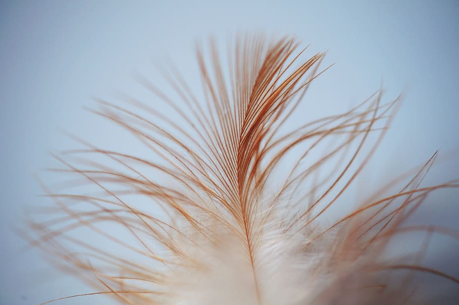 solter, blanc, marró, ploma, primer pla, macro, planta, creixement, cap gent, naturalesa, cultiu, bellesa a la natura, agricultura, enfocament selectiu, planta de cereals, cel, dia, tranquil·litat, herba, a l'aire lliure, centrar-se en primer pla, blat, suavitat, cel clar, primer pla extrem, 5K
