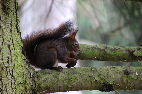 esquirol, bosc, nou, rosegador, mamífer, temes d'animals, animal, primat, mico, fauna animal, un animal, arbre, animals a la natura, vertebrats, cap gent, naturalesa, orangutan, selva tropical, menjar, planta, animal jove, a l'aire lliure, pluja tropical, famolenc, 5K, CC0, domini públic, lliure de regalies