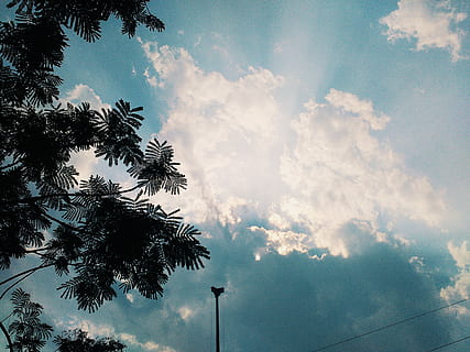 tree, lights, clouds, sunlight, peeking, blue, ambient, relaxed, awesome, nature, photography, phonegraphy, picture, surreal, natural, cloud - sky, sky, plant, low angle view, beauty in nature, no people, tranquility, day, growth, silhouette, scenics - nature, tranquil scene, palm tree, outdoors, tropical climate, branch, 2K, CC0, public domain, royalty free