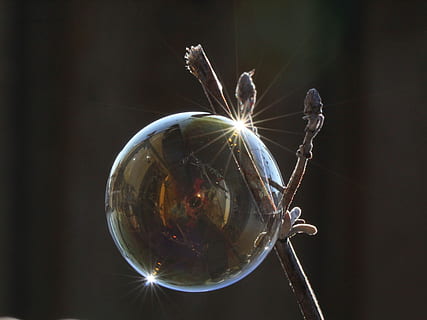 Seifenblase, Licht, Reflexion, schimmern, Nahansicht, keine Leute, drinnen, Natur, Stillleben, Fokus auf den Vordergrund, transparent, Pflanze, Tag, Sonnenlicht, Kugel, Linseneffekt, Essen und Trinken, Glas - Material, Löffel, Essgeschirr, Zerbrechlichkeit, Tierthemen, 4K, CC0, gemeinfrei, lizenzfrei