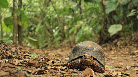 țestoasa gri, târâtoare, Viata marina, broasca testoasa, animal, box turtle, testoasa, turttle, Tortuga, sol, scoică, nevertebrat, animal de companie, moloz, melc, plantă, vegetație, broască țestoasă, sferă, animale sălbatice, un animal, animale tematice, animale în sălbăticie, teren, natură, animale vertebrate, zi, parte a plantelor, coajă, frunze, nici o persoana, coajă de animale, camp, să se concentreze asupra primelor elemente, în aer liber, tortoise shell, 5K, CC0, domeniu public, fără drepturi de autor