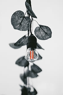Yaprak, ağaçlar, ampul, ampuller, bokeh, monokrom, siyah ve beyaz, bnw, Bant Geniş, Lamba, kapatmak, insansız, stüdyo çekimi, Beyaz arkaplan, hayvan yaban hayatı, içeriye, böcek, hayvan, omurgasız, asılı, hayvan temaları, vahşi hayvanlar, doğa, seçici odak, bitki, bir hayvan, hayvan kanadı, gün, metal, 2K, CC0, kamu malı, telif ücretsiz