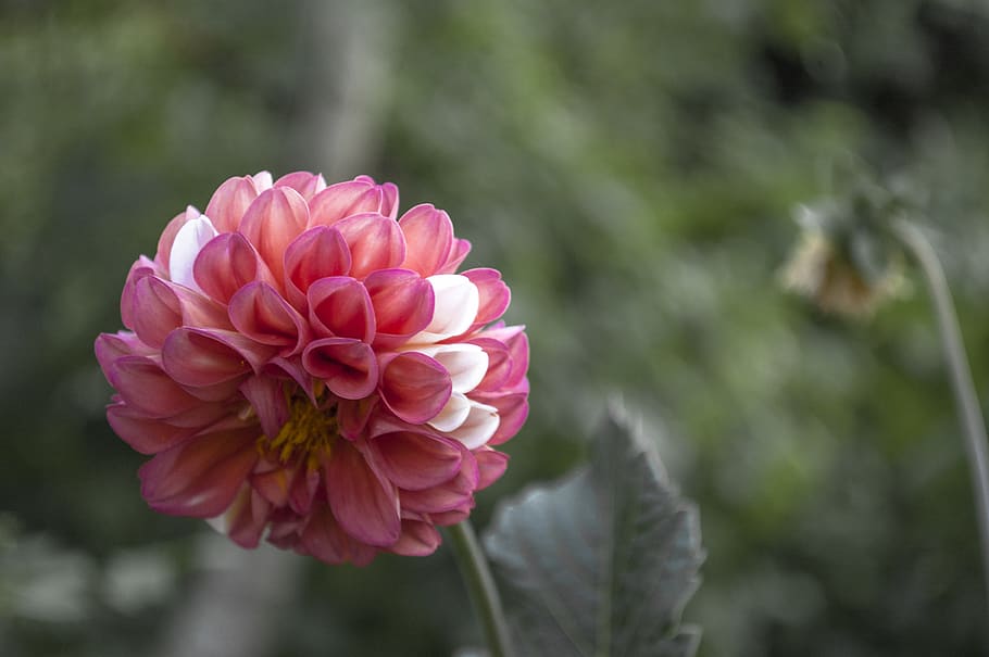 Geòrgia, flor, planta amb flors, fragilitat, vulnerabilitat, planta, color rosa, pètal, frescor, bellesa a la natura, primer pla, creixement, cap de flor, inflorescència, centrar-se en primer pla, naturalesa, dia, cap gent, dalia, parc - l'home va fer espai, parc, 2K