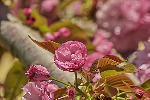 flor, cereja, Primavera, floração, surto, planta com flores, beleza na natureza, cor rosa, plantar, vulnerabilidade, fragilidade, pétala, frescura, fechar-se, crescimento, natureza, inflorescência, rosa, cabeça de flor, parte da planta, folha, Flor rosa, ninguém, ao ar livre, jardinagem, 5K, CC0, domínio público, royalty free