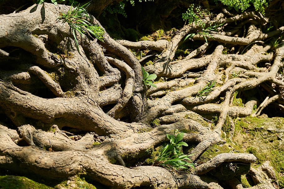arbre, arrel, vena, vell, fort, gran, aigua, bosc, naturalesa, macro, fons, primavera, planta, força, color, natural, creixement, verd, dia, cap gent, llum solar, terra, part de la planta, tranquil·litat, bellesa a la natura, patró, tronc de l'arbre, a l'aire lliure, tronc, material de fusta, branca, primer pla, enredat, complexitat, 8K