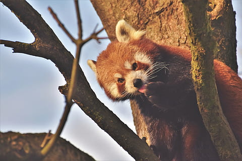 red, tree, animal, animal photography, climb, close-up, endangered, eyes, fur, lesser panda, looking, mammal, nature, outdoors, Panda, red panda, whiskers, wild, wildlife, wood, zoo, animal themes, plant, one animal, branch, tree trunk, trunk, vertebrate, animal wildlife, animals in the wild, no people, day, focus on foreground, 5K, CC0, public domain, royalty free