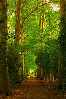 forest, trees, paths, forest path, landscape, nature, path, light, forests, leaves, vote, outdoor, season, tree, plant, direction, the way forward, land, tranquility, tree trunk, growth, trunk, beauty in nature, footpath, tranquil scene, no people, non-urban scene, autumn, woodland, lush foliage, scenics - nature, outdoors, diminishing perspective, change, treelined, 4K, CC0, public domain, royalty free