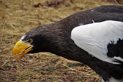 uccello, aquila, predatore, piuma, carnivori, zoo, il giardino zoologico, mangiare, animale, temi animali, fauna selvatica, animali allo stato selvatico, vertebrato, un animale, uccello rapace, giorno, aquila - uccello, nessuno, concentrarsi sulle conoscenze acquisite, natura, avvicinamento, becco, parte del corpo animale, terra, vista laterale, all'aperto, testa di animale, 5K, CC0, dominio pubblico, privo di copyright
