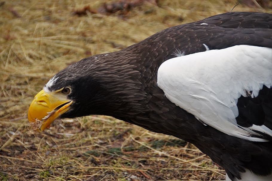 uccello, aquila, predatore, piuma, carnivori, zoo, il giardino zoologico, mangiare, animale, temi animali, fauna selvatica, animali allo stato selvatico, vertebrato, un animale, uccello rapace, giorno, aquila - uccello, nessuno, concentrarsi sulle conoscenze acquisite, natura, avvicinamento, becco, parte del corpo animale, terra, vista laterale, all'aperto, testa di animale, 5K