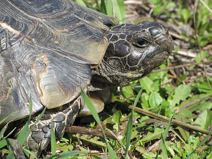 broasca testoasa, animal, animale tematice, animale sălbatice, târâtoare, animale în sălbăticie, un animal, a închide, animale vertebrate, teren, testoasa, natură, nici o persoana, zi, plantă, camp, să se concentreze asupra primelor elemente, coajă, coajă de animale, parte a plantelor, cap de animal, tortoise shell, marin, 4K, CC0, domeniu public, fără drepturi de autor