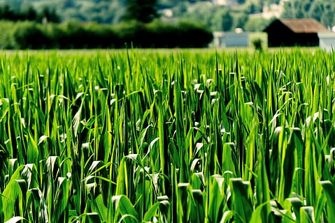 grüne Wiese, Pflanze, Feld, Gras, Flora, Innsbruck, Österreich, Hans-Flöckinger-Promenade, Blatt, Haus, Hütte, Scheune, Mais, Nahansicht, Detail, Grün, Ernte, Landwirtschaft, wachsen, wachsend, beschwingt, Wachstum, Land, grüne Farbe, ländliche Szene, Landschaft, Bauernhof, keine Leute, Natur, Tag, Schönheit in der Natur, Ruhe, Szenen - Natur, Getreidepflanze, Umgebung, Fokus auf den Vordergrund, ruhige Szene, draußen, Plantage, 5K, CC0, gemeinfrei, lizenzfrei