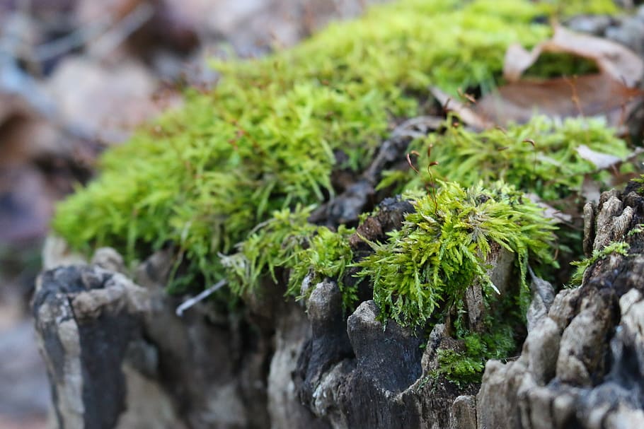 log, mech, Příroda, strom, zima venku, krajina, Skála, rostlina, růst, zelená barva, rock - objekt, selektivní zaměření, nikdo, pevný, detail, den, zaměřit se na popředí, rostlinné části, list, jídlo, jídlo a pití, venku, krása v přírodě, svěžest, lišejník, 5K