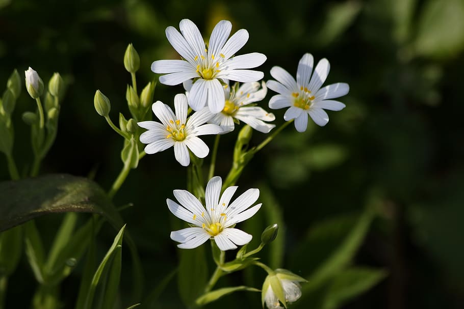 flors, bosc, primula, planta amb flors, flor, frescor, planta, vulnerabilitat, fragilitat, bellesa a la natura, pètal, creixement, Color blanc, cap de flor, inflorescència, primer pla, naturalesa, cap gent, centrar-se en primer pla, dia, botànica, full, part de la planta, a l'aire lliure, pol·len, 2K