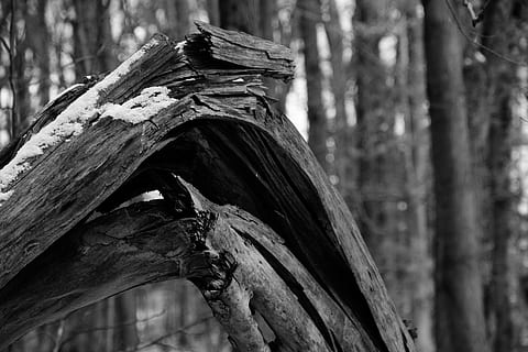 arbres, branques, registre, trencat, boscos, hivern, fred, blanc i negre, arbre, material de fusta, centrar-se en primer pla, cap gent, dia, bosc, planta, tronc de l'arbre, tronc, naturalesa, terra, primer pla, vell, a l'aire lliure, fusta, vista d’angle baix, metall, aixafar, espatllat, textura, 5K, CC0, domini públic, lliure de regalies