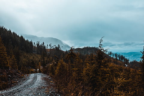 skogutsikt, tre, anlegg, himmel, ro, skjønnhet i naturen, naturskjønnhet - natur, rolig scene, sky - himmel, ingen folk, natur, ikke-urbane scene, miljø, vekst, fjell, land, dag, landskap, utendørs, idylliske, endring, 5K, CC0, offentlig domene, opphavsrett gratis