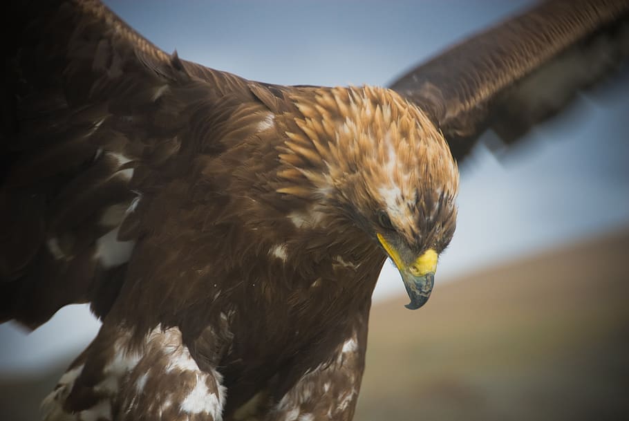 mongolia, àguila, ales, bec, plomes, cacera, ocell, rapinyaire, temes d'animals, un animal, animal, fauna animal, animals a la natura, vertebrats, primer pla, dia, centrar-se en primer pla, part del cos dels animals, àguila - ocell, naturalesa, cap gent, volant, moviment, a l'aire lliure, cap d’animals, falcó - ocell, 4K
