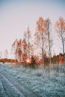 trees during daytime, nature, outdoors, ice, frost, snow, plant, tree, scenery, landscape, fir, abies, land, vegetation, grass, forest fire, fire, forest, woodland, grove, ditch, sky, beauty in nature, tranquility, clear sky, tranquil scene, no people, scenics - nature, field, non-urban scene, autumn, environment, day, growth, bare tree, change, 5K, CC0, public domain, royalty free