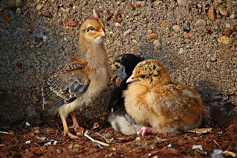 pasăre, pui, Paști, animal, Hahn, drăguţ, primăvară, natură, pufos, dulce, păsări de curte, animale tematice, grup de animale, animale vertebrate, animale sălbatice, animale în sălbăticie, mamifer, teren, tânăr animal, tânără pasăre, două animale, nici o persoana, camp, zi, solid, animale domestice, în aer liber, familie de animale, 5K, CC0, domeniu public, fără drepturi de autor